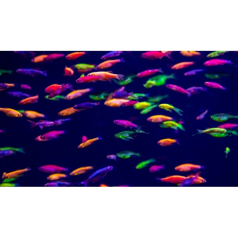 Glofish Danio