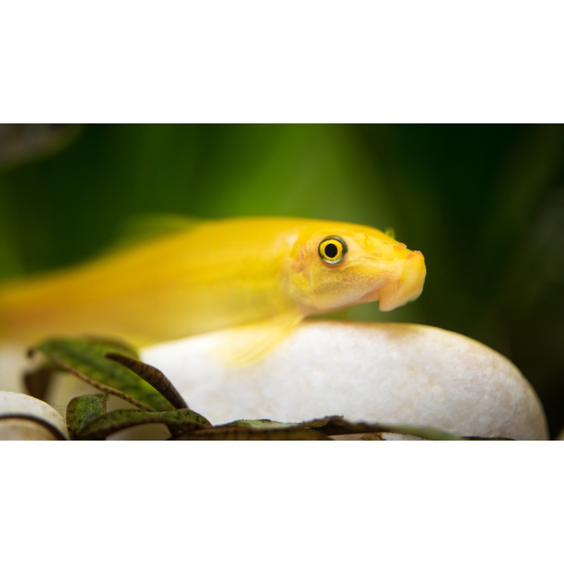 Gold  Algae Eater