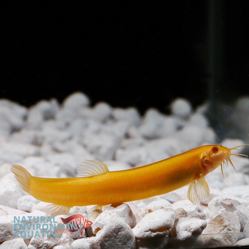 Gold Dojo Loach