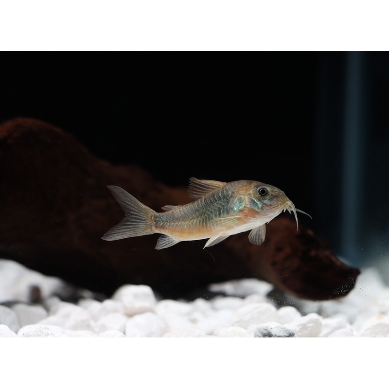 Gold Green Corydoras Catfish