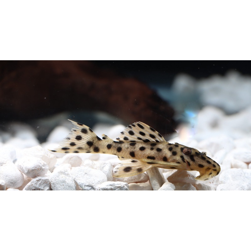 Gold Leopard Plecostomus L 172a