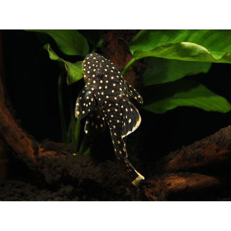 Gold Nugget Plecostomus L177