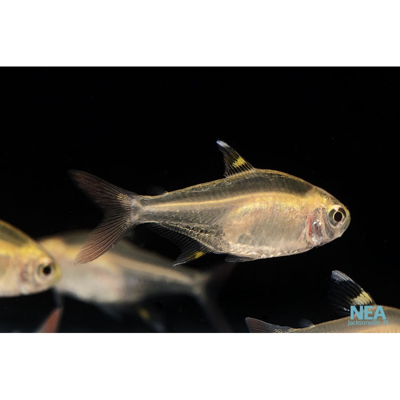 Gold Perstila