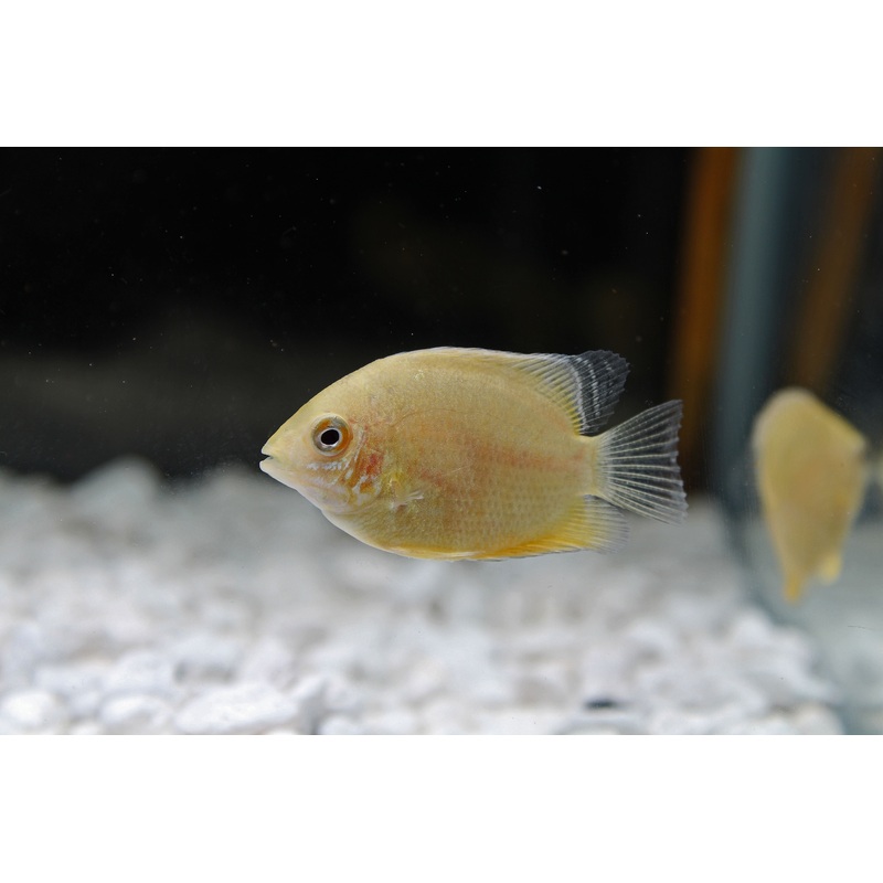 Gold Severum Cichlid