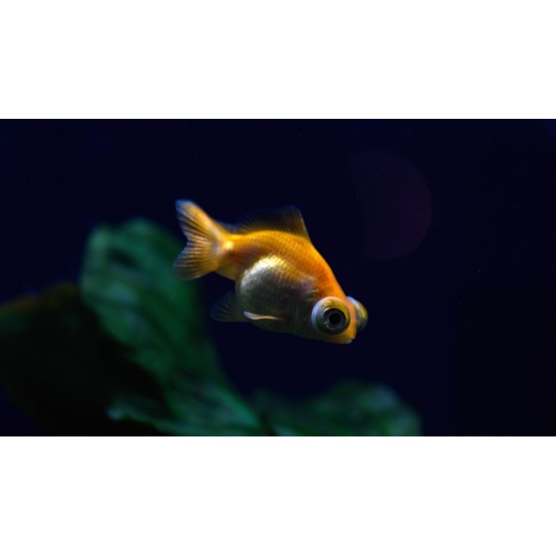 Gold Telescope Small Goldfish