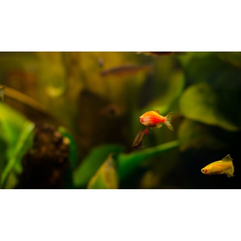 Gold Zebra Danio