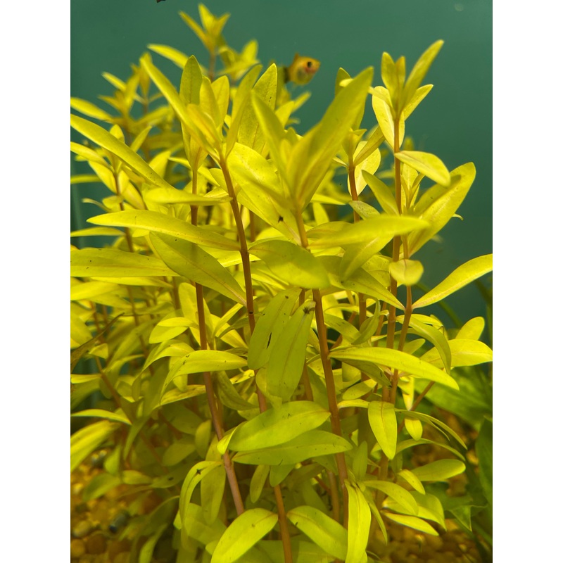 Golden Nesaea Plant
