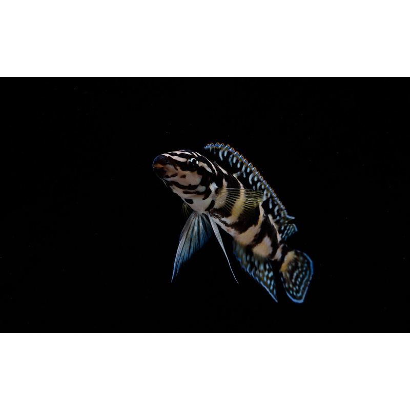 Gombi Transrciptus Cichlid  Small
