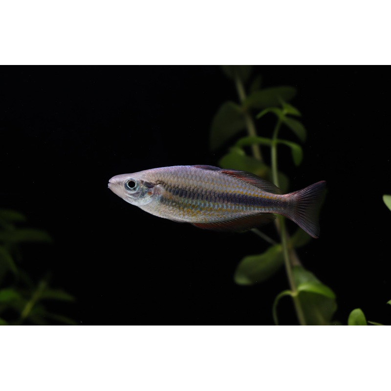 Goyder River Rainbow