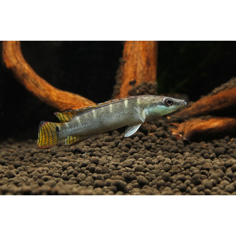 Green Dwarf Pike