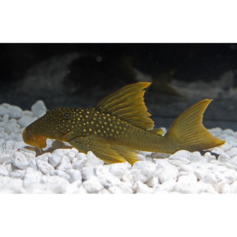Green Phantom Plecostomus L-200