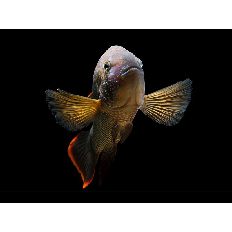 Green Terror Cichlid