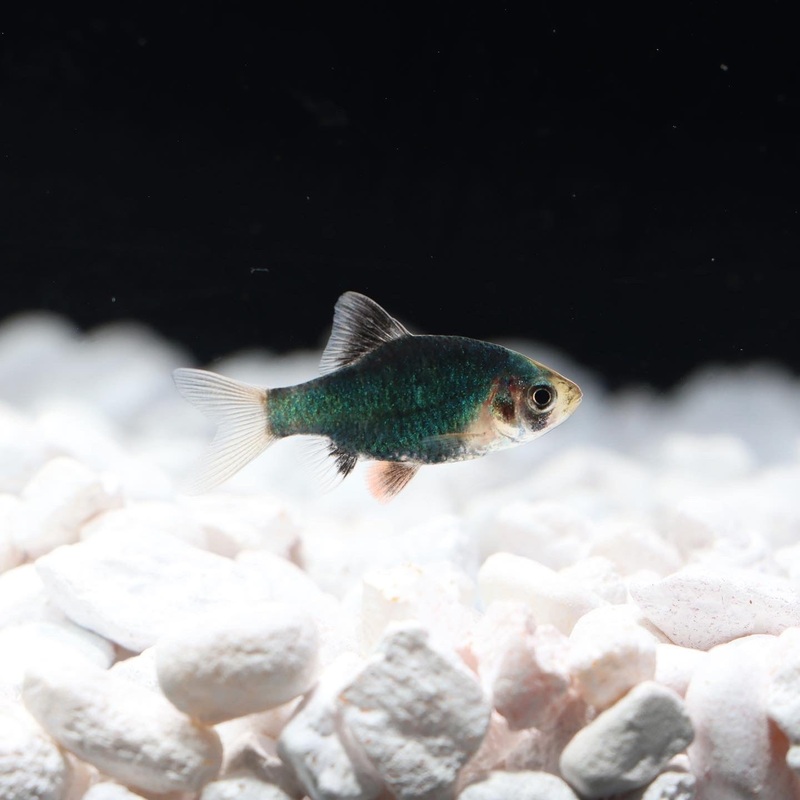 Green Tiger Barb