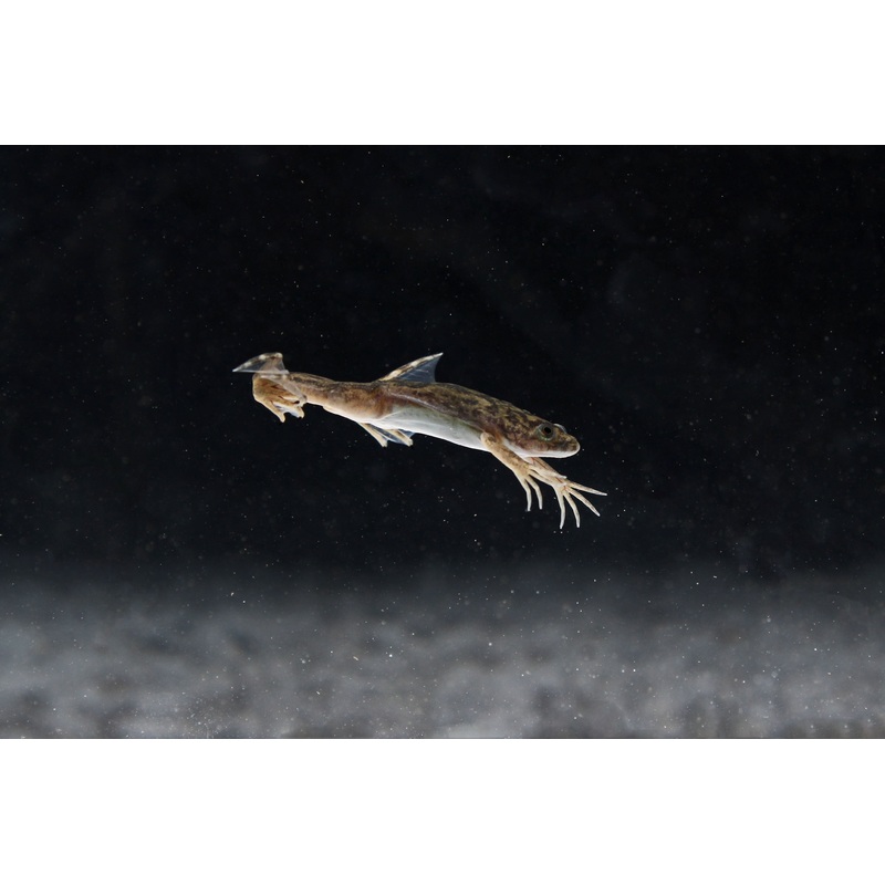 Grey African Clawed Frog