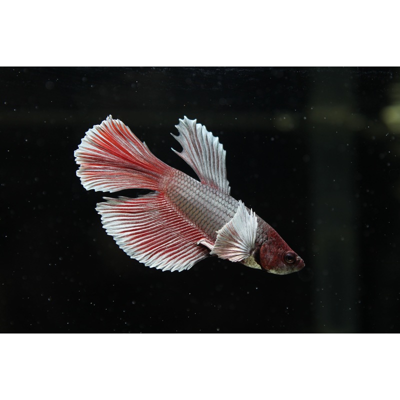 Halfmoon Dumbo Male Betta Fish