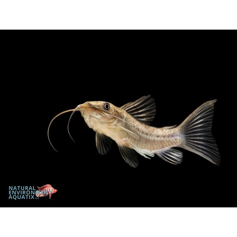 Haplo Catfish
