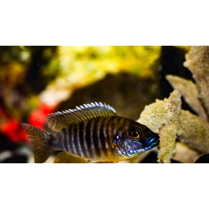 Haplo Hybrid Cichlid