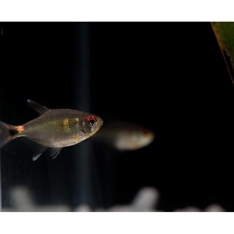 Head and Tail Light Tetra