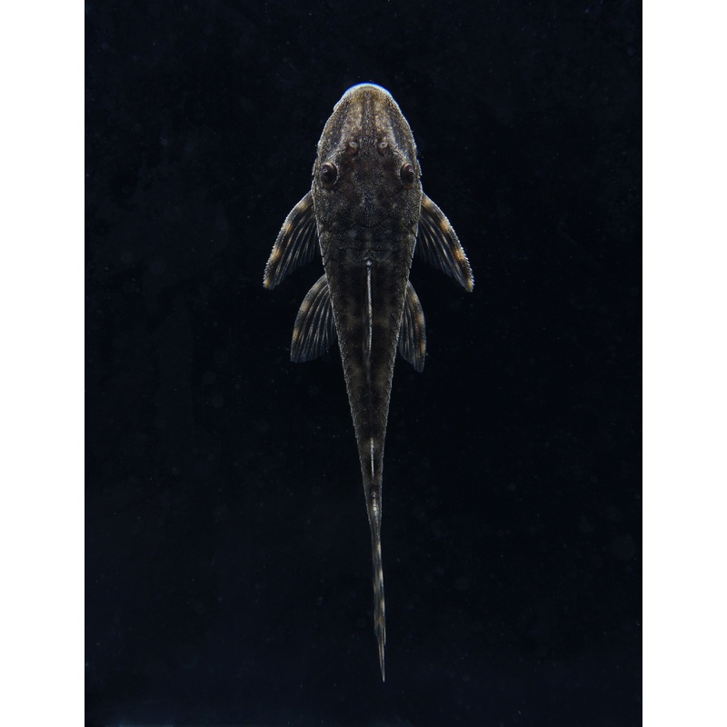 Head Spot Delta Tail Plecostomus L092