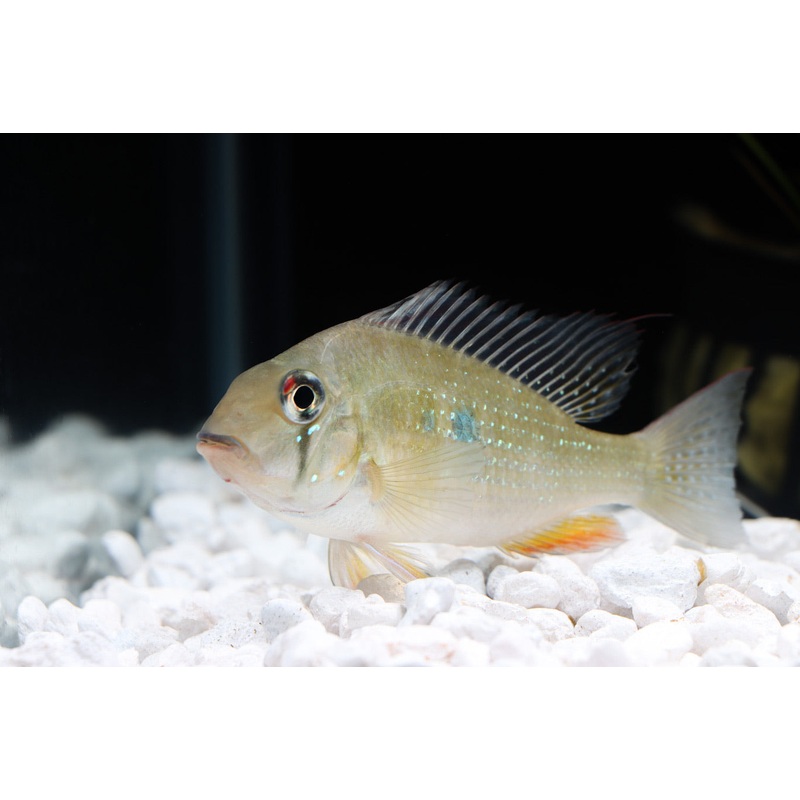 Heckelii Cichlid