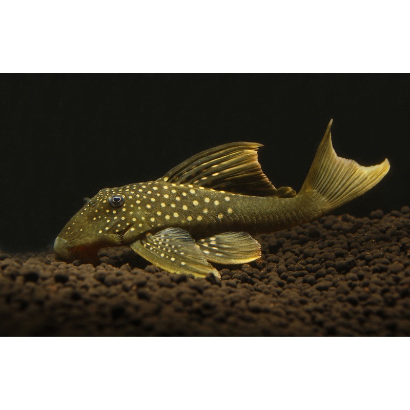 Hi Fin Green Phantom L 200 Plecostomus
