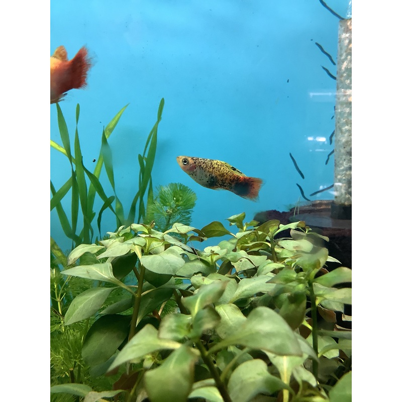 High Fin Platy