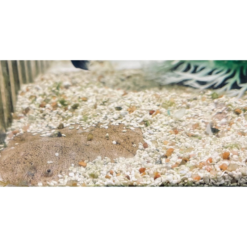 Hogchoker Flounder