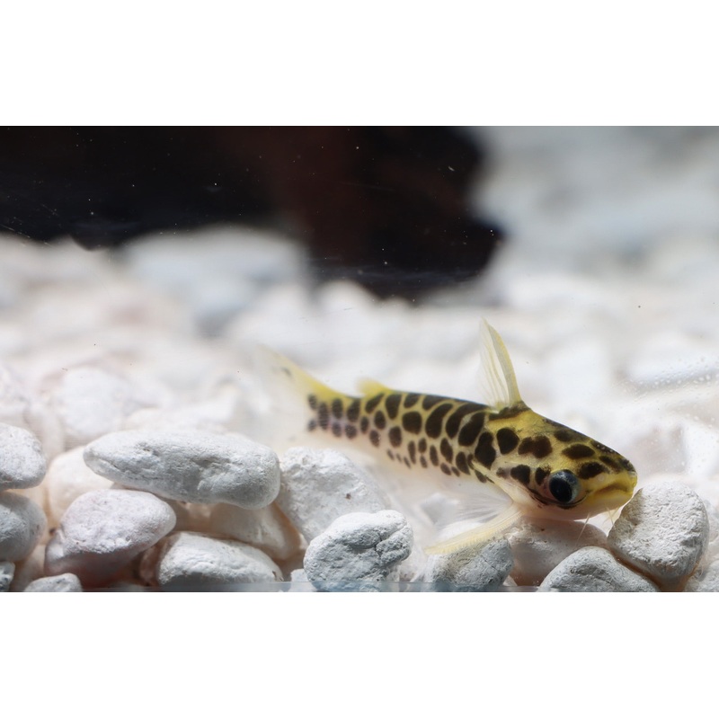 Honeycomb/Oil Catfish