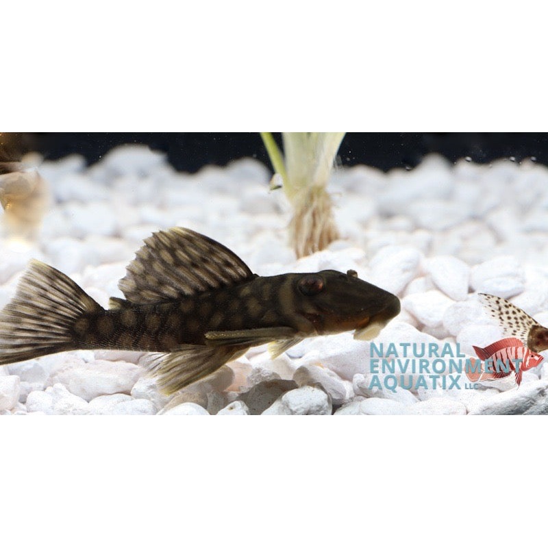 Honeycomb Pleco