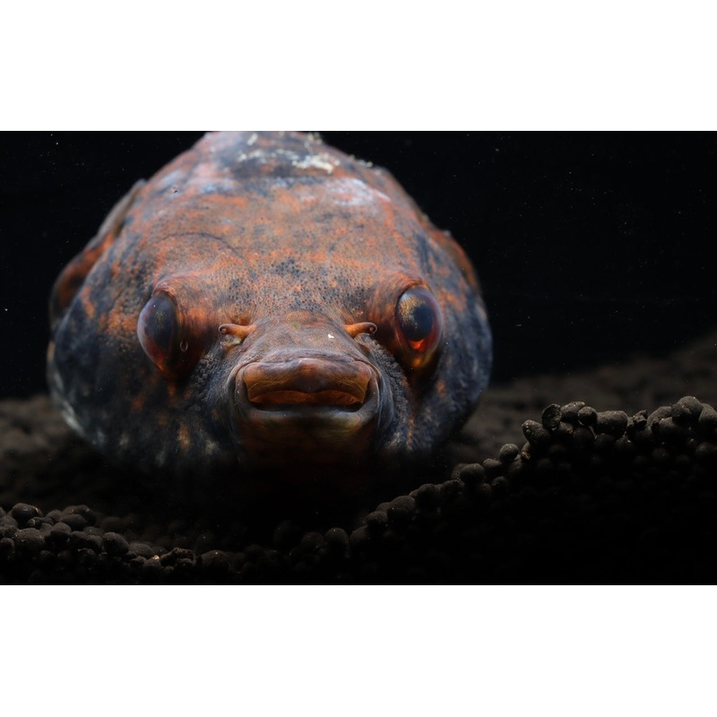 Humpback Dragon Puffer Fish
