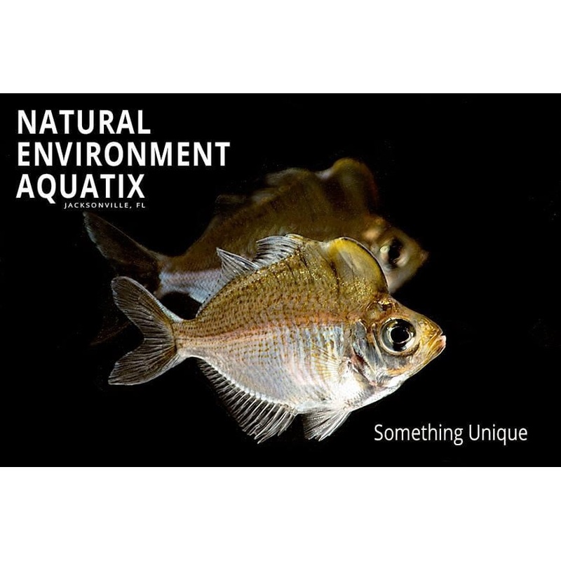 Humphead Glassfish