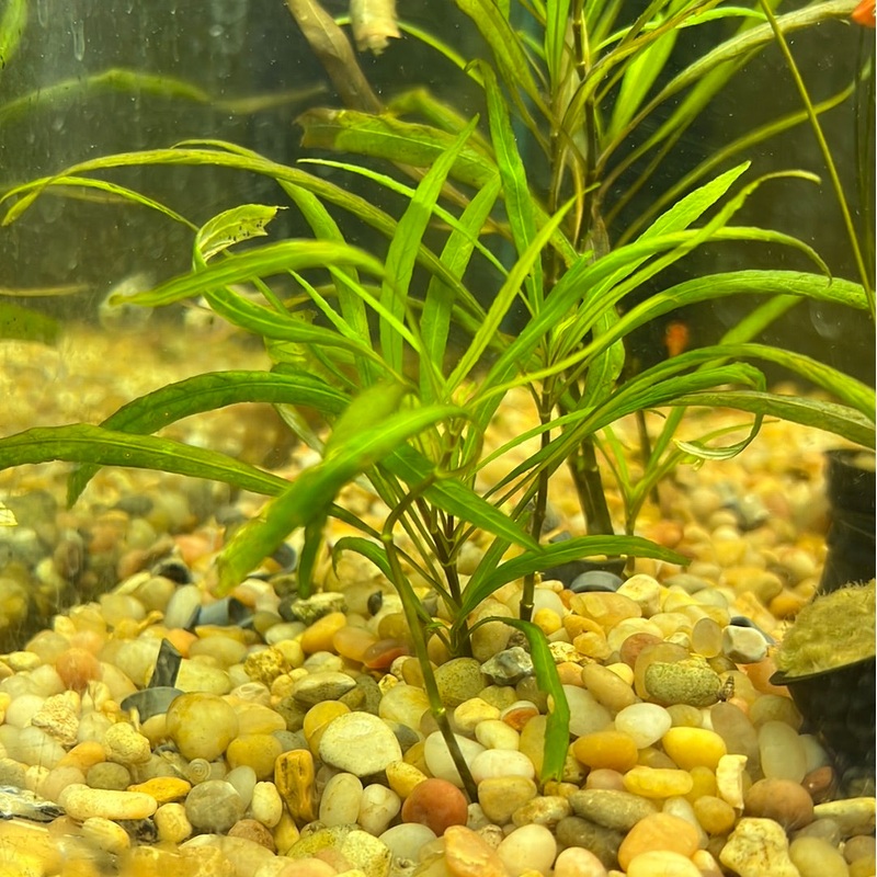 Hygrophila Angustifolia