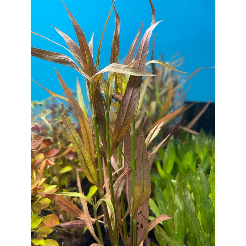 Hygrophila Cordata Red