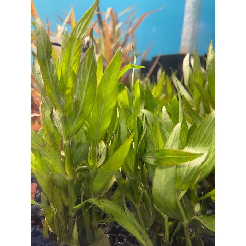 Hygrophila corymbosa "Parawitota"