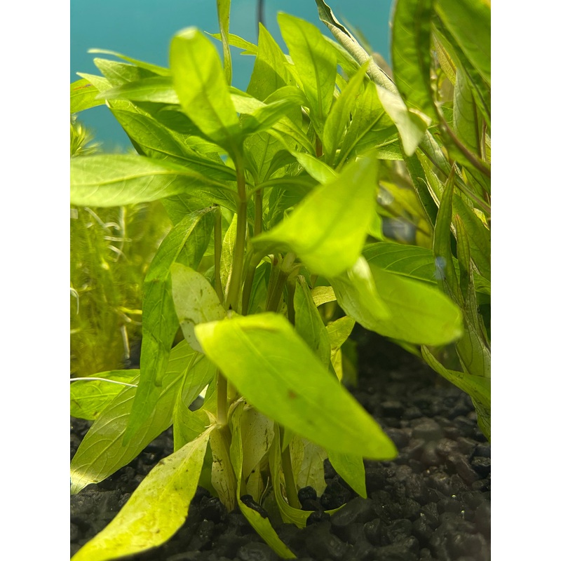 Hygrophila Salicifolia Plant