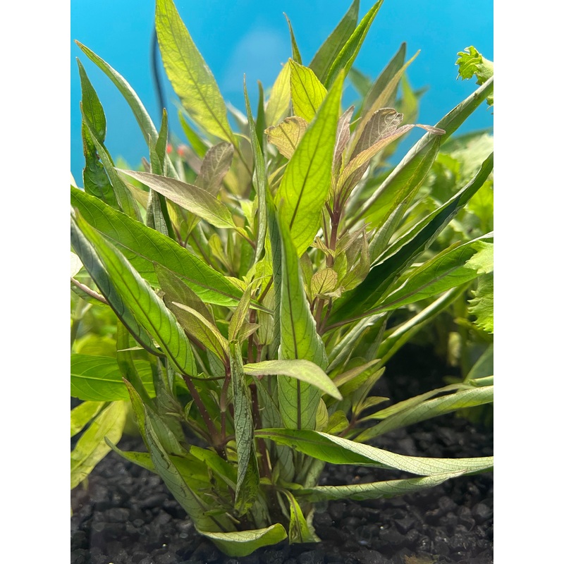 Hygrophila Stricta