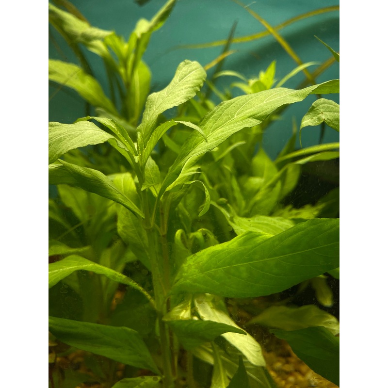 Hygrophila Willow
