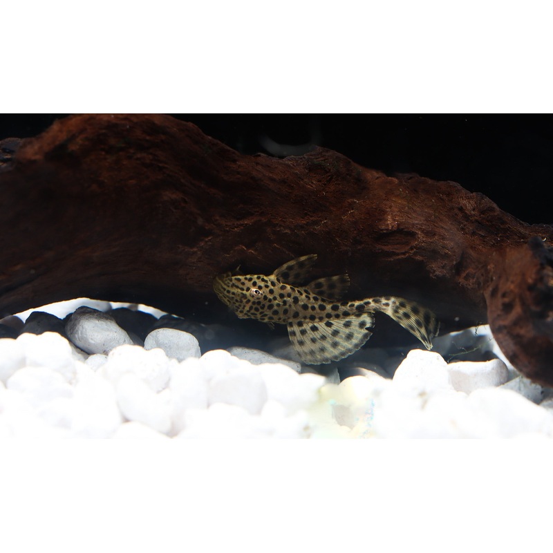 Imperial Ranger Plecostomus