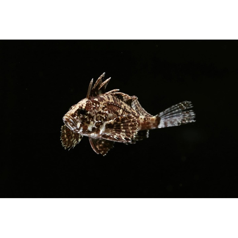 Indian Butterfly Goby