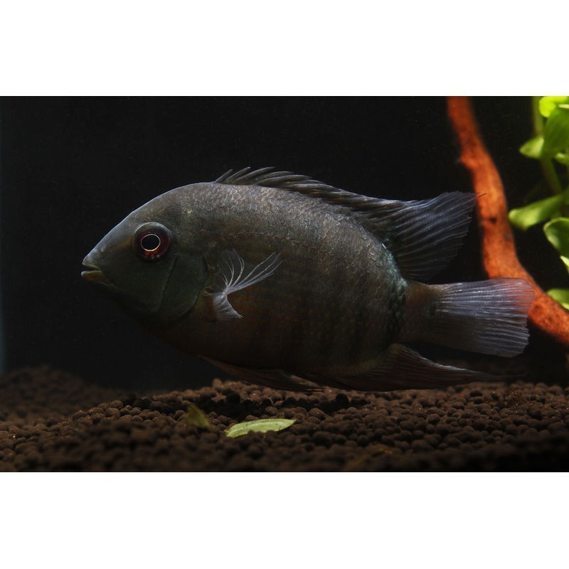 Inirida Severum Cichlid