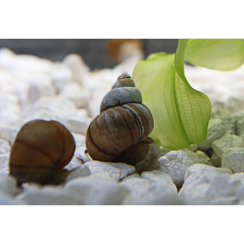 Japanese Trapdoor Snail
