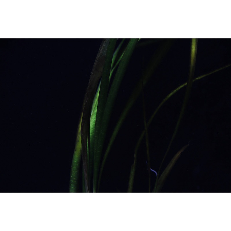 Jungle Vallisneria