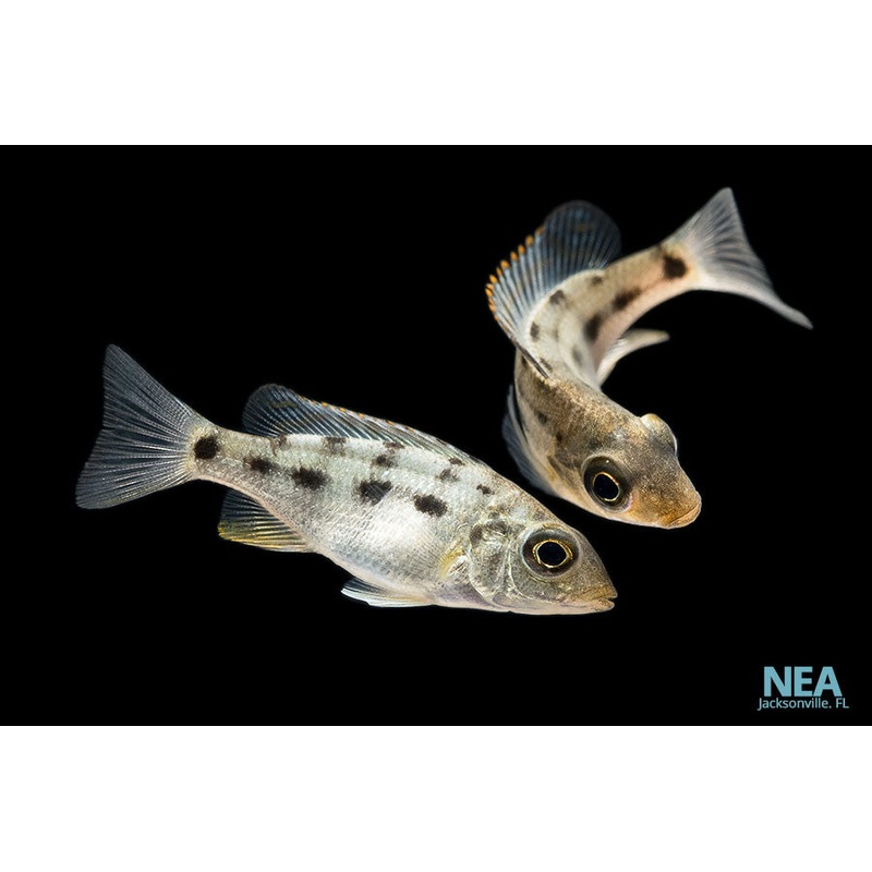 Juvenile Rostratus Cichlid