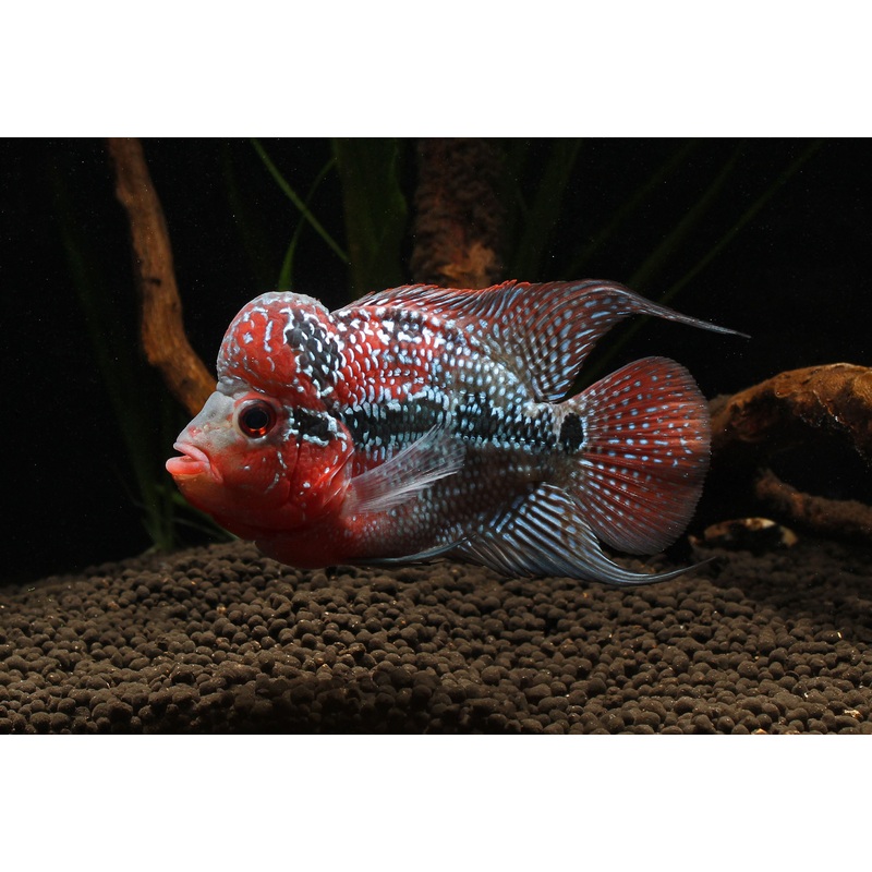 Kamfa Flowerhorn Cichlid