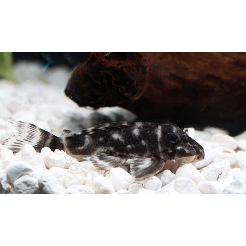 King Tiger Plecostomus L-066