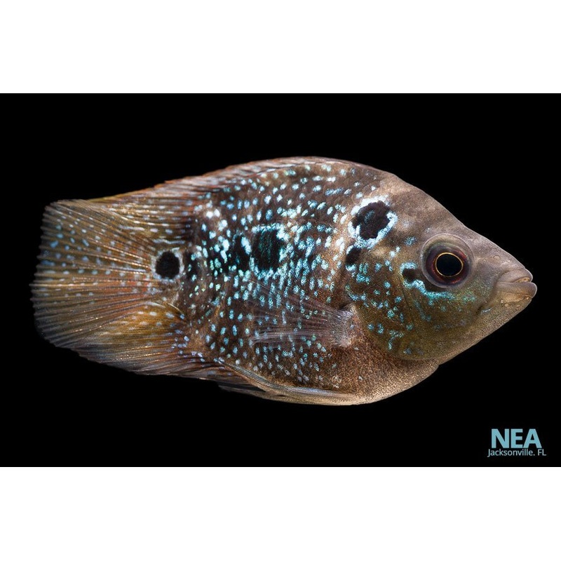 Kiren Parrot Cichlid