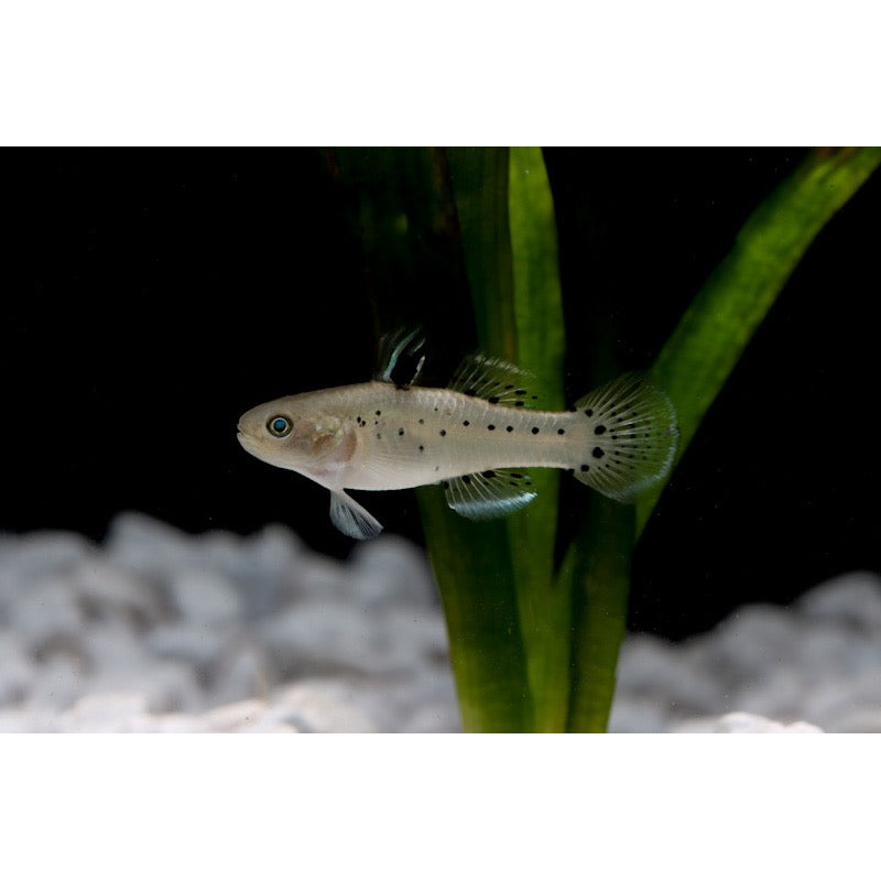 Knight Goby