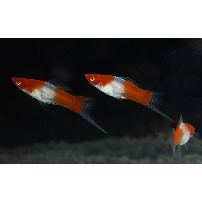 Kohaku Swordtail
