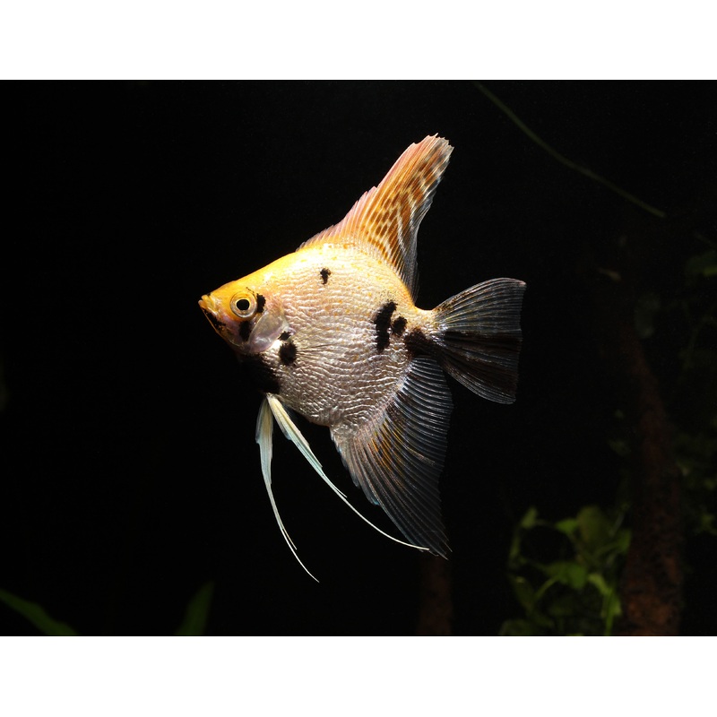 Koi Pearlscale Angelfish