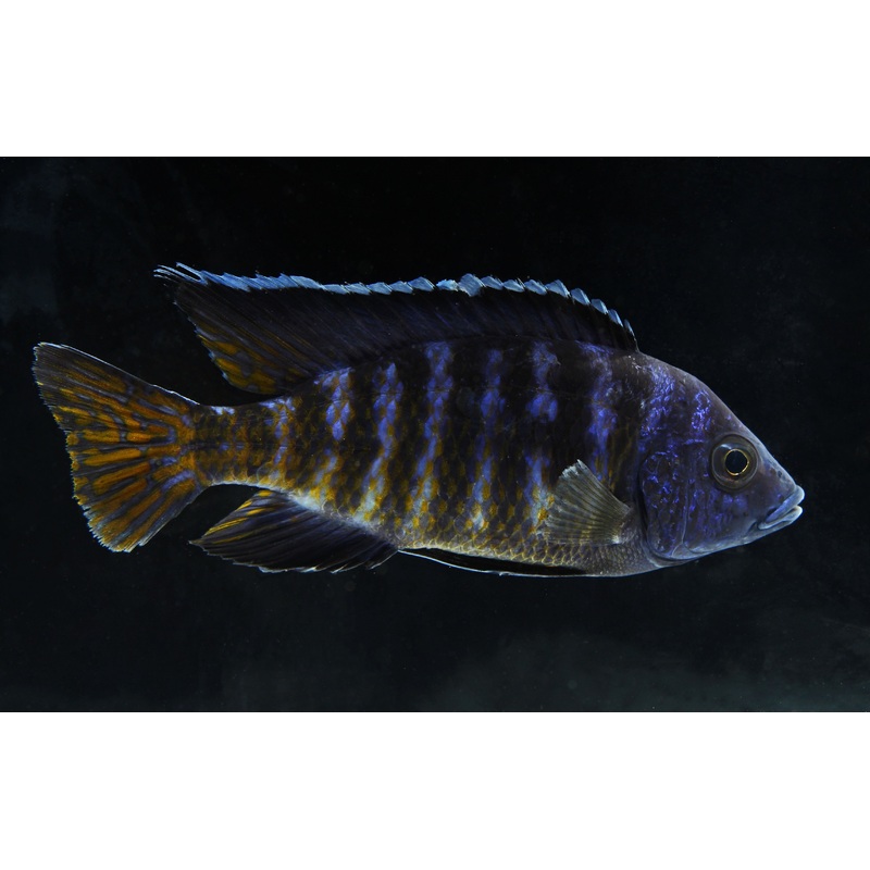 Koningsi Peacock Cichlid  Male Large